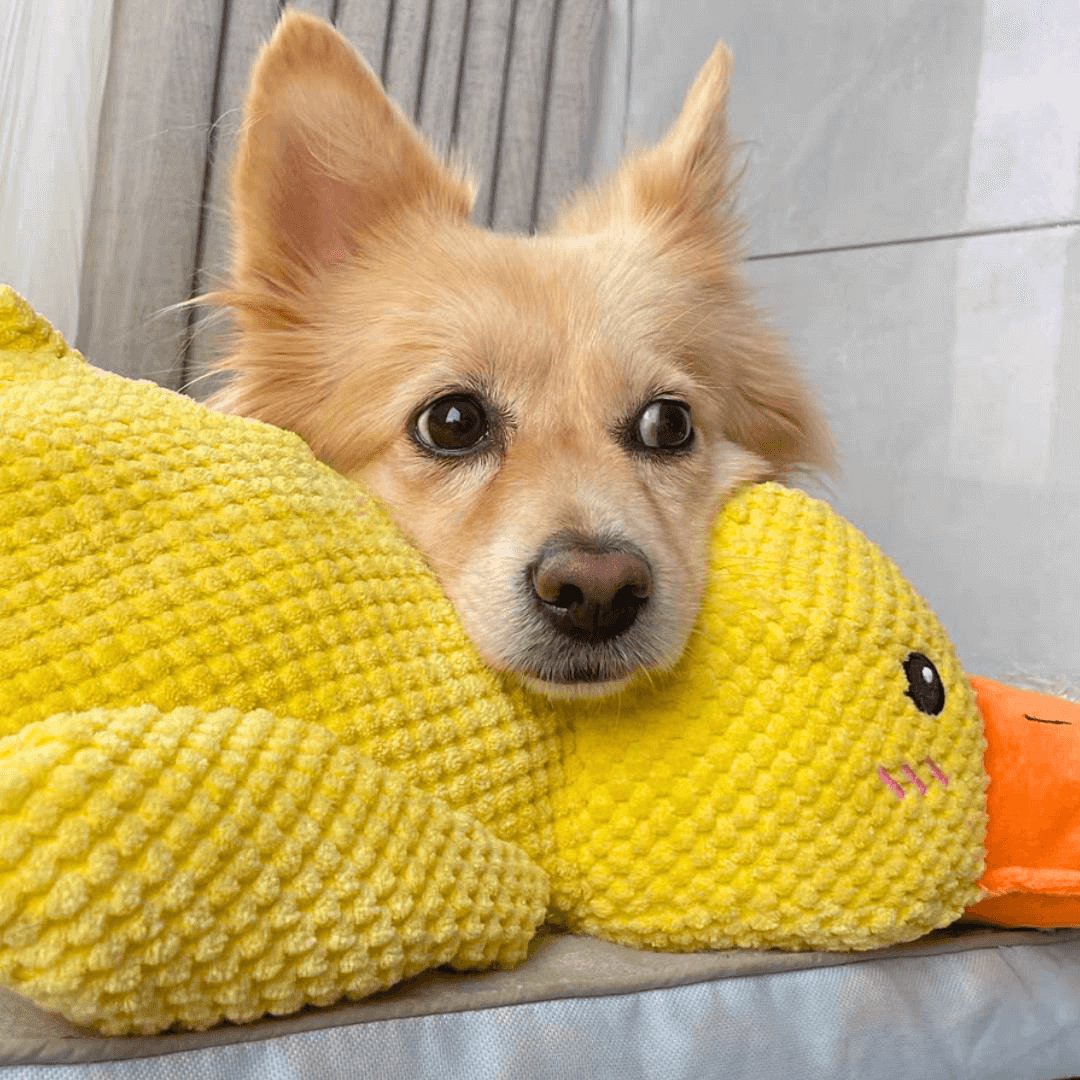 Calming Duck Toy by Zaho®