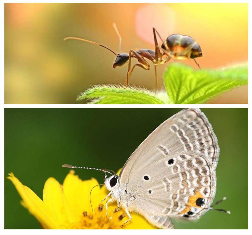 PicturePerfect™ Zoom Lens Attachments