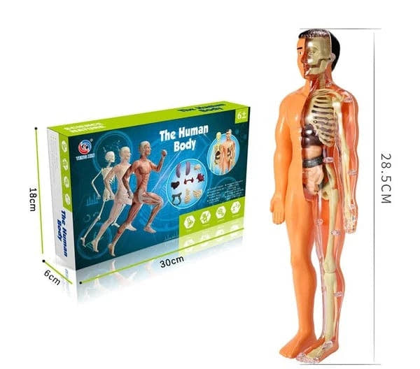 Human Body Assembly Toy