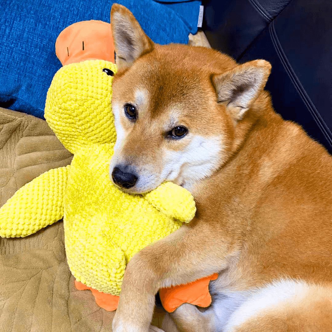 Calming Duck Toy by Zaho®