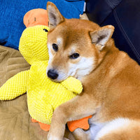 Calming Duck Toy by Zaho®