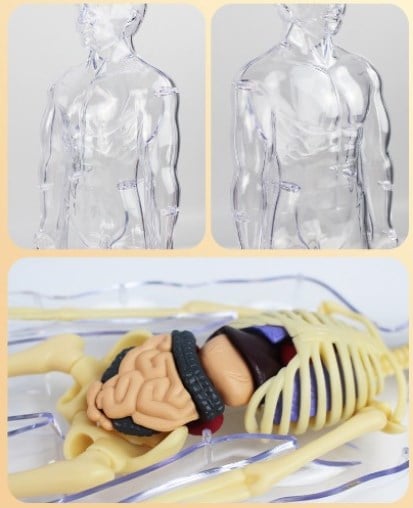Human Body Assembly Toy